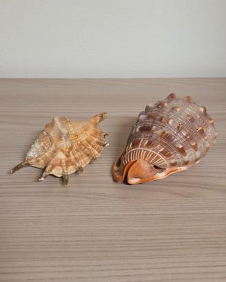 Conchiglie Decorative per la Casa