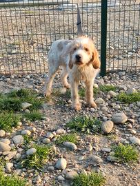 Segugio Francese Griffon Vandeen