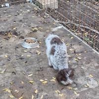 Lagotto romagnolo