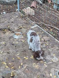 Lagotto romagnolo