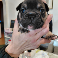 Bulldog Francese
