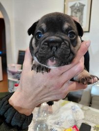 Bulldog Francese