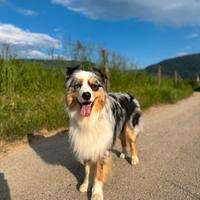 Pastore Australiano disponibile per monta