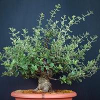 Quercia da sughero (Quercus suber)