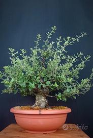 Quercia da sughero (Quercus suber)
