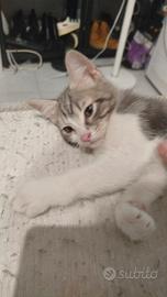 Gattini di 3 mesi