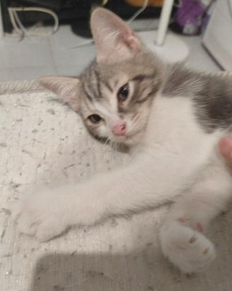 Gattini di 3 mesi