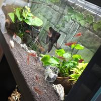 Acquario 80 litri completo di tutto