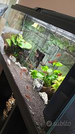 Acquario 80 litri completo di tutto