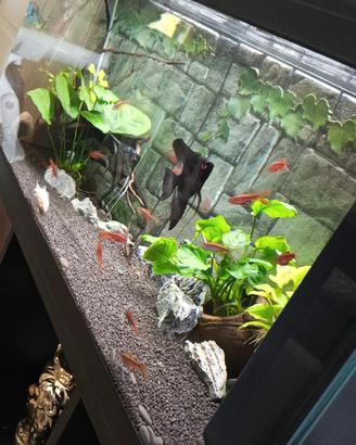 Acquario 80 litri completo di tutto