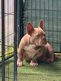 American bully Micro