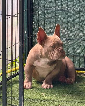 American bully Micro