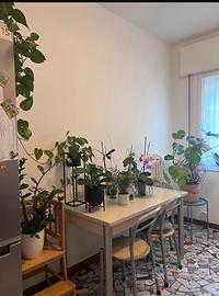 Tavolo e 6 sedie da cucina