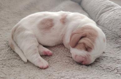 Cuccioli di tipo basset hound 650