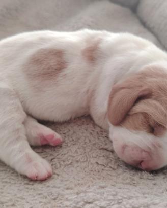 Cuccioli di tipo basset hound 650