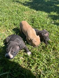 Amstaff