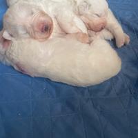 Vendita cani maremmani