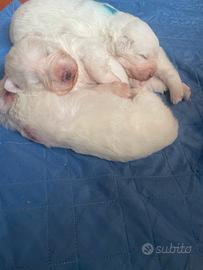 Vendita cani maremmani