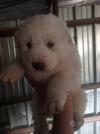 Pastore maremmano abruzzese