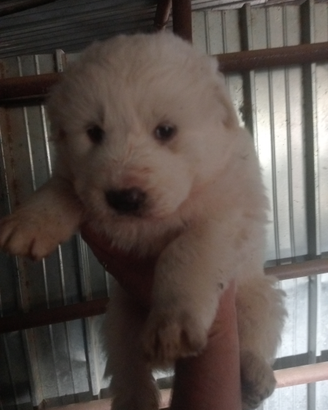 Pastore maremmano abruzzese