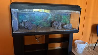 Acquario