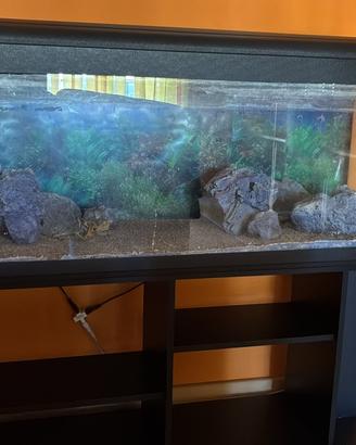 Acquario