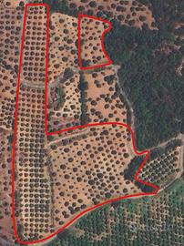 Terreno Agricolo Uliveto