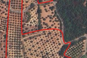 Terreno Agricolo Uliveto
