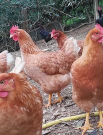 Galline ovaiole adulte