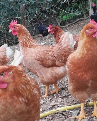 Galline ovaiole adulte