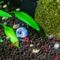 Lumache planobarius acquario