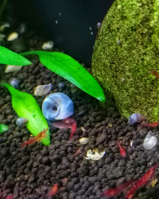 Lumache planobarius acquario