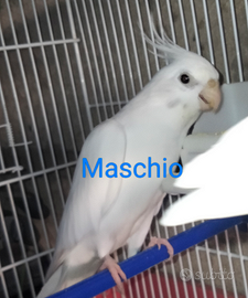 Pappagalli Calopsite