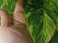 Immagine 4