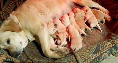 Cuccioli di Labrador Retriever