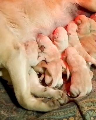 Cuccioli di Labrador Retriever