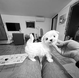 Maltese ,pedigree FCI