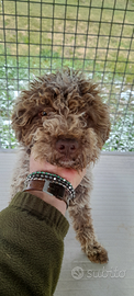 Lagotto romagnolo