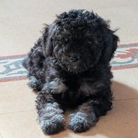 Cucciola di barboncino