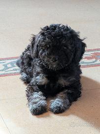 Cucciola di barboncino