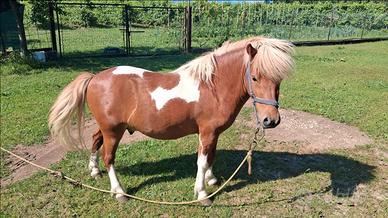 Pony