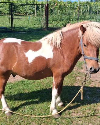 Pony