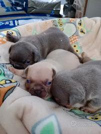 Cuccioli di Bulldog francese 