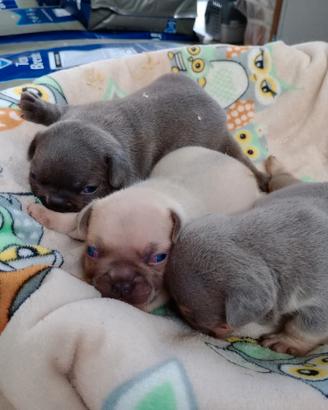 Cuccioli di Bulldog francese 