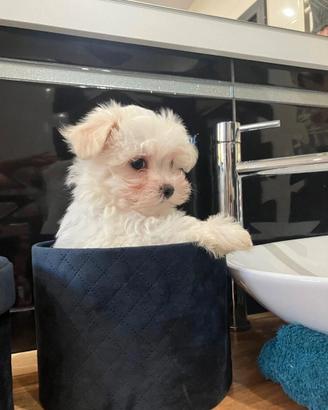Maltese cuccioli