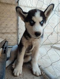 Siberian husky