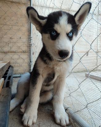 Siberian husky