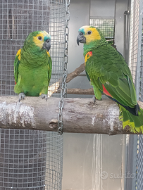 Coppia amazzone xanthopteryx