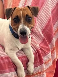 Jack Russell Terrier di 1 anno