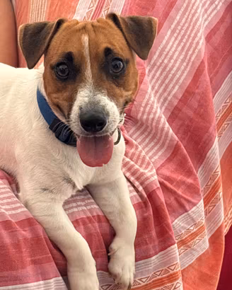 Jack Russell Terrier di 1 anno